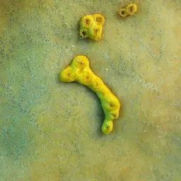 Golden Zoanthid, photo 11