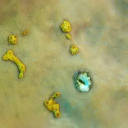 Golden Zoanthid, photo 12