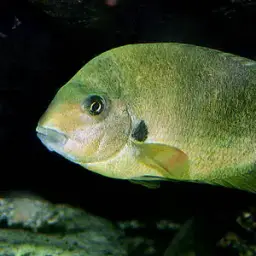 Damba, photo 2
