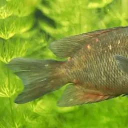 Kotsovato