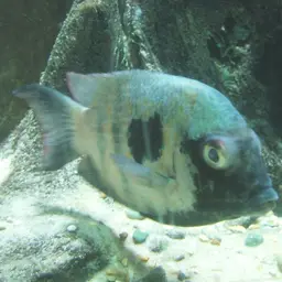 Damba Mipentina