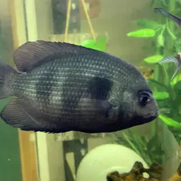 Damba Mipentina, photo 2