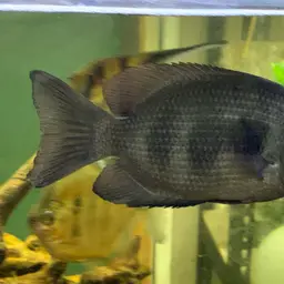 Damba Mipentina, photo 3