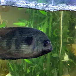 Damba Mipentina, photo 4