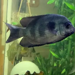 Damba Mipentina, photo 5