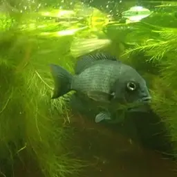 Pinstripe Damba, photo 2