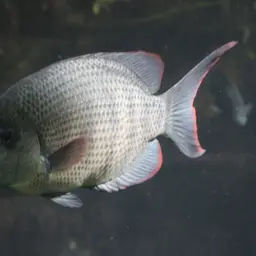 Pinstripe Damba, photo 3