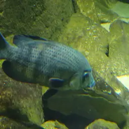 Pinstripe Damba, photo 5