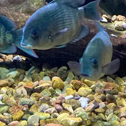 Pinstripe Damba, photo 6