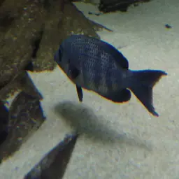 Pinstripe Damba, photo 9