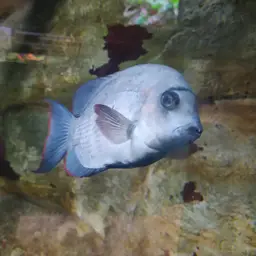 Pinstripe Damba, photo 12