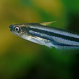 Debauwi Catfish, photo 1