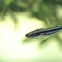 Debauwi Catfish, photo 2