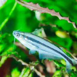 Debauwi Catfish, photo 3