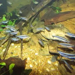 African Glass Catfish, photo 2
