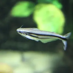 African Glass Catfish, photo 3