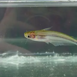 African Glass Catfish, photo 4