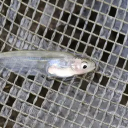 Silver Barbel, photo 1