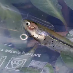 Silver Barbel, photo 2
