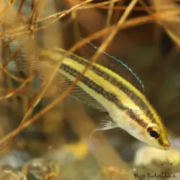 Licorice Gourami, photo 2