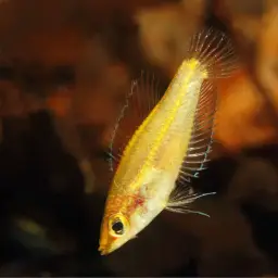 Licorice Gourami, photo 3