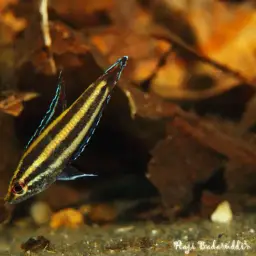Licorice Gourami, photo 4