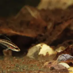 Licorice Gourami, photo 5