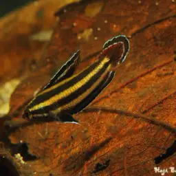 Licorice Gourami, photo 6