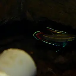 Licorice Gourami, photo 8