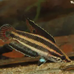 Licorice Gourami, photo 1
