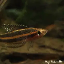 Licorice Gourami, photo 2