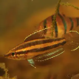 Licorice Gourami, photo 3