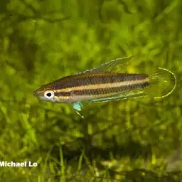 Licorice Gourami, photo 4