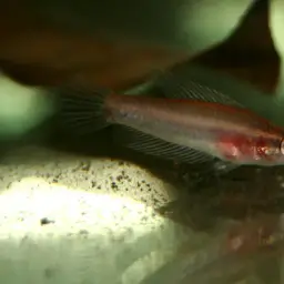 Licorice Gourami, photo 5