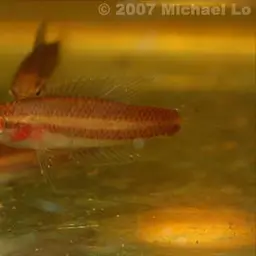 Licorice Gourami, photo 6