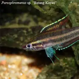 Licorice Gourami, photo 7