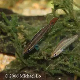 Licorice Gourami, photo 8