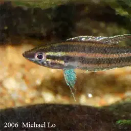 Licorice Gourami, photo 9