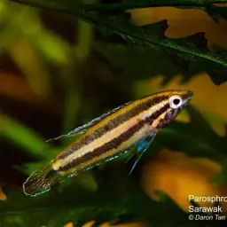 Licorice Gourami, photo 10