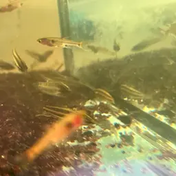 Licorice Gourami, photo 11