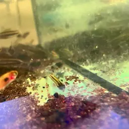 Licorice Gourami, photo 12