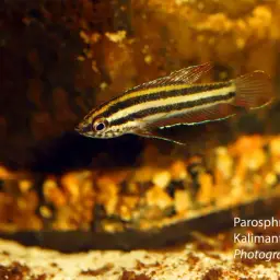 Licorice Gourami, photo 1