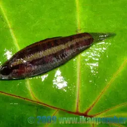 Licorice Gourami, photo 2