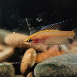 Licorice Gourami, photo 3