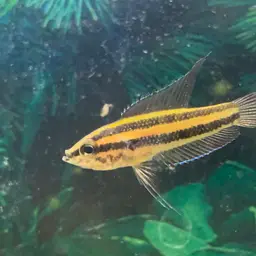 Licorice Gourami, photo 4