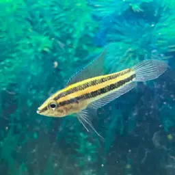 Licorice Gourami, photo 5
