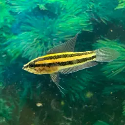 Licorice Gourami, photo 6