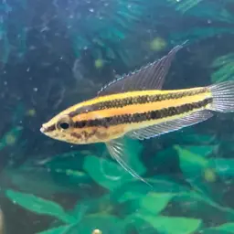 Licorice Gourami, photo 7