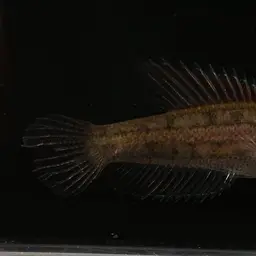 Licorice Gourami, photo 8
