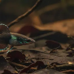 Licorice Gourami, photo 9